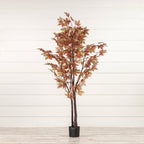 5' FALL MAPLE LEAF TREE