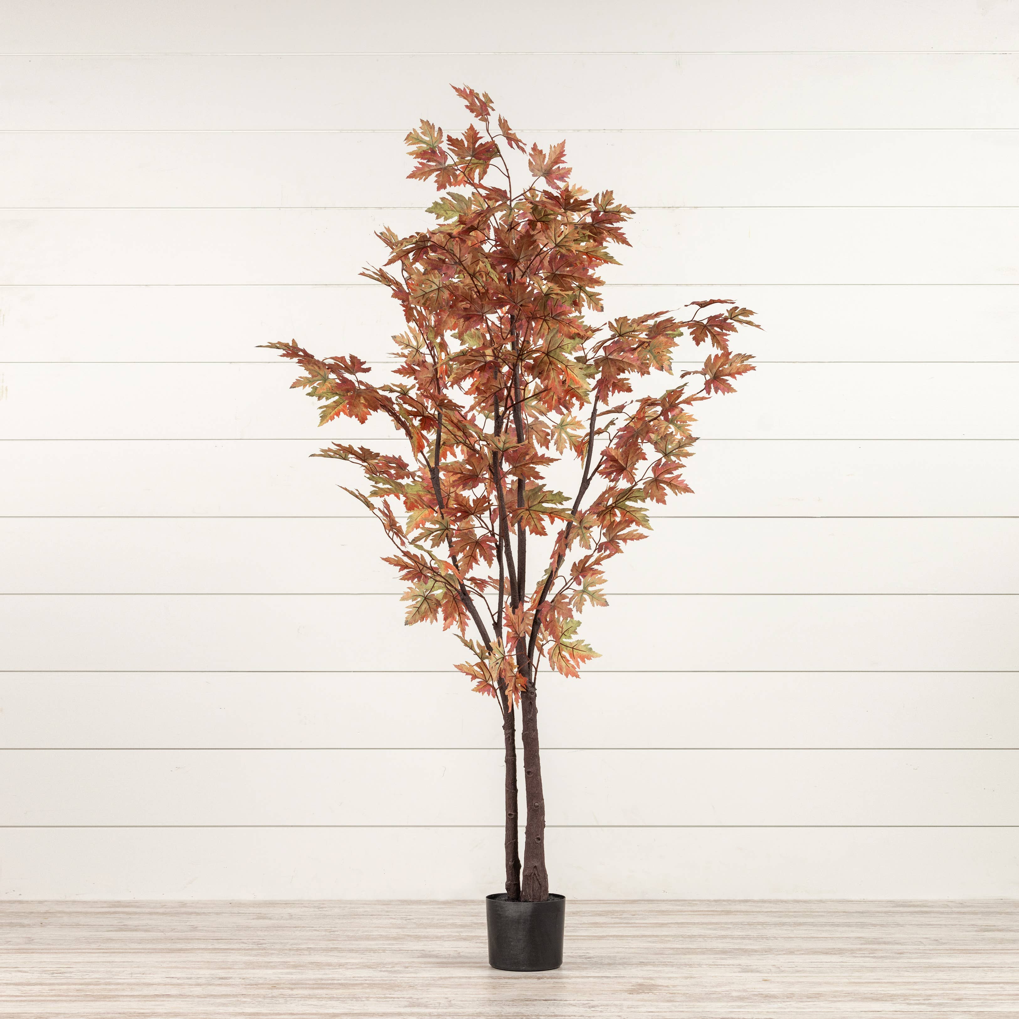5' FALL MAPLE LEAF TREE