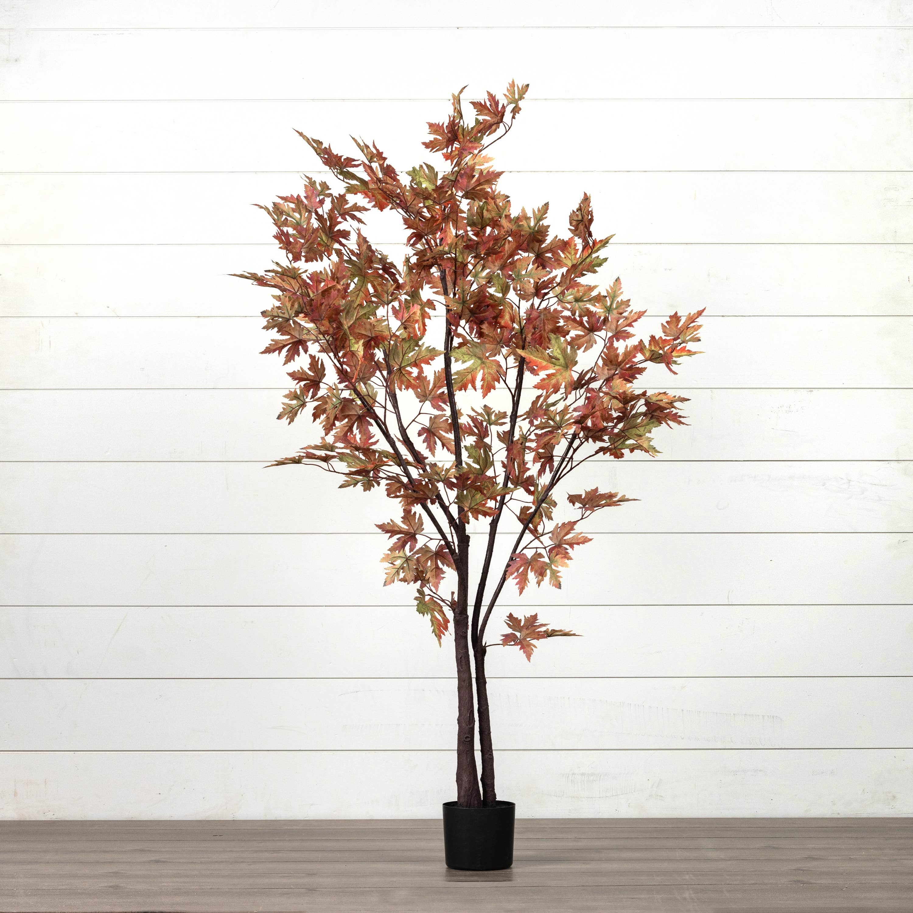 5' FALL MAPLE LEAF TREE